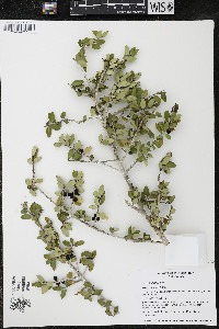 Ilex vomitoria image