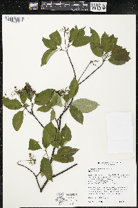 Cornus obliqua image