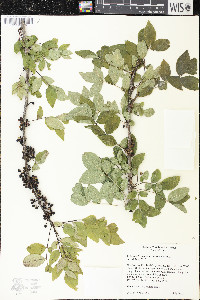 Zanthoxylum americanum image