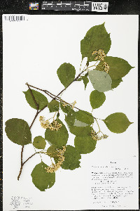 Cornus alternifolia image