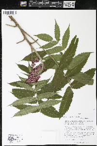 Rhus typhina image