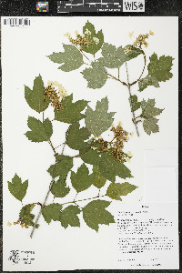 Viburnum opulus image