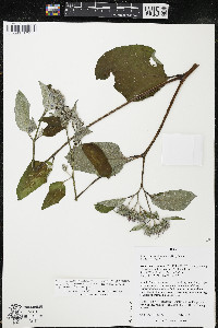 Arctium tomentosum image