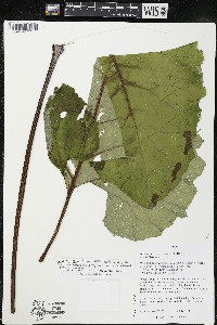 Arctium tomentosum image