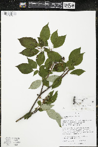 Cornus alternifolia image