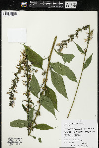 Campanulastrum americanum image