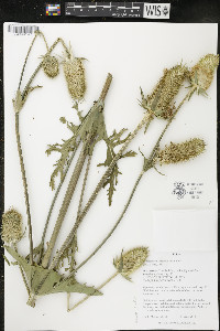 Dipsacus laciniatus image