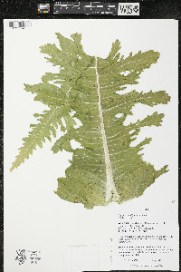 Dipsacus laciniatus image