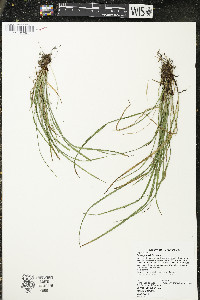 Carex jamesii image