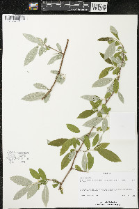 Elaeagnus umbellata image