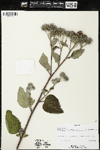 Arctium tomentosum image