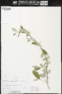 Elaeagnus umbellata image