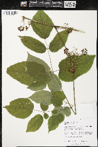 Aralia racemosa image