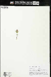 Polygala cruciata image