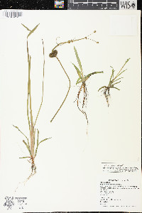 Sagittaria rigida image