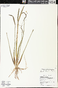 Sagittaria graminea subsp. graminea image