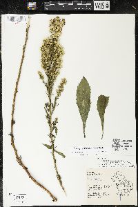 Solidago gillmanii image