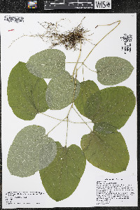 Smilax ecirrhata image