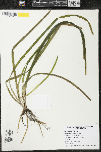 Vallisneria americana image