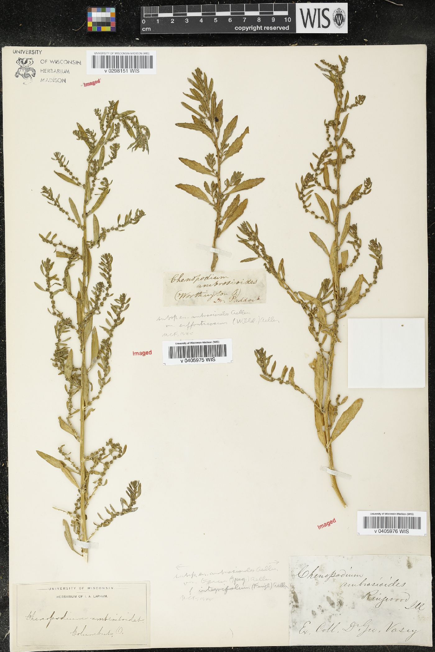 Dysphania ambrosioides var. integrifolia image
