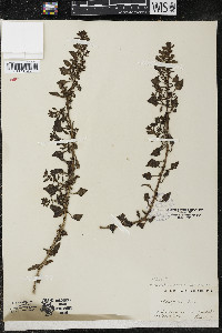 Chenopodium aristatum image