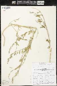 Chenopodium atrovirens image