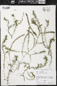 Elodea nuttallii image