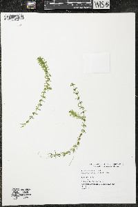 Elodea canadensis image