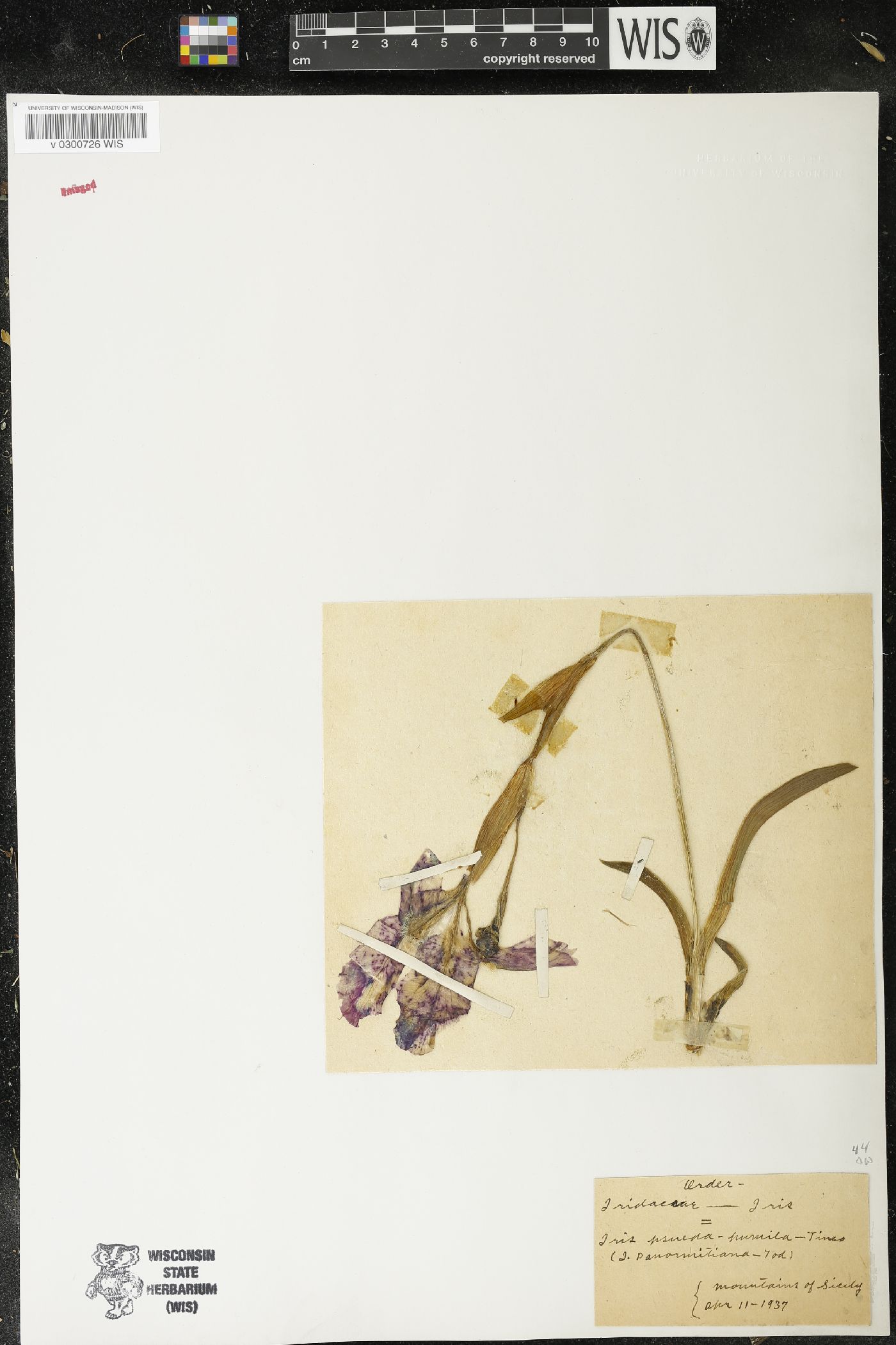 Iris pseudopumila image