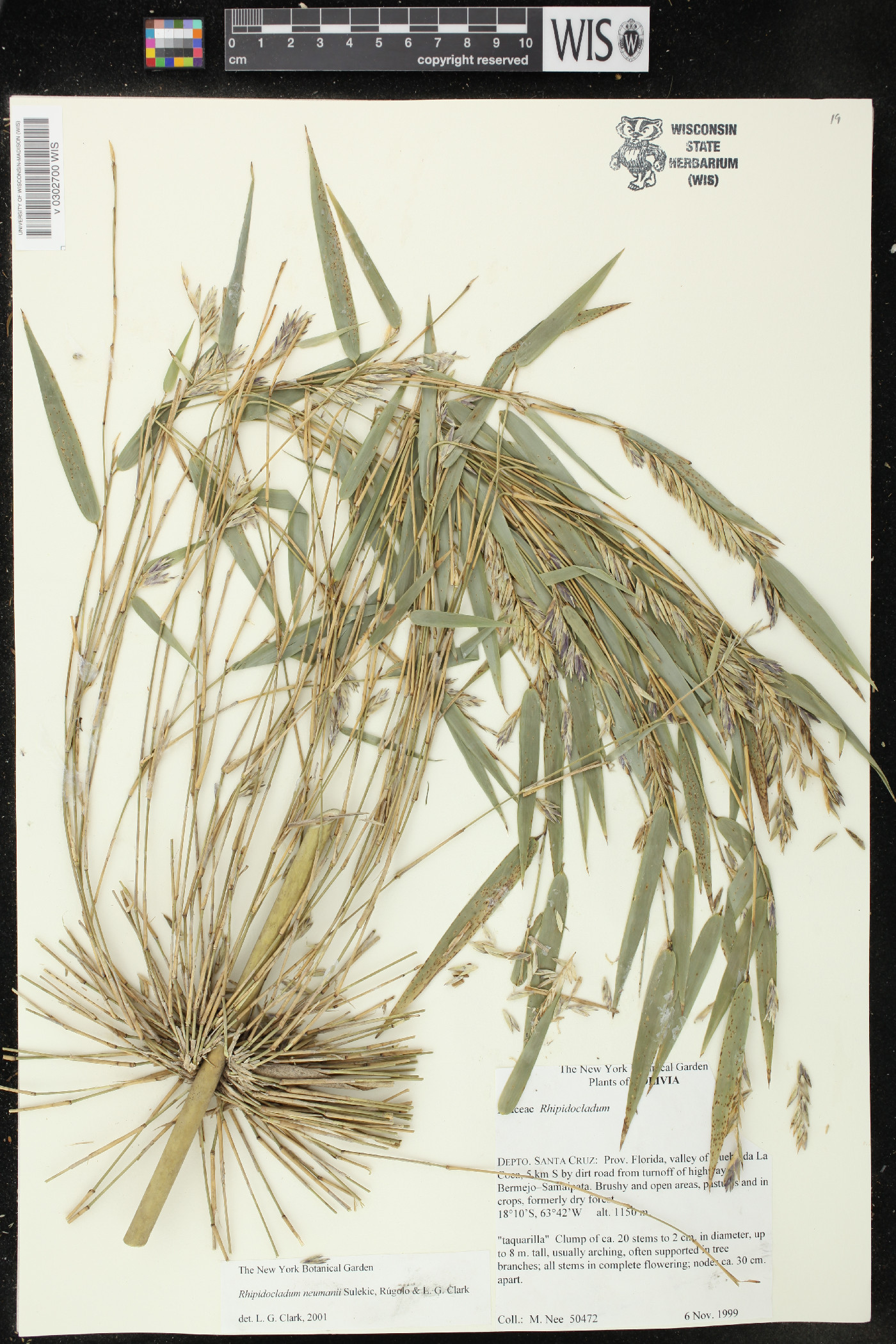 Rhipidocladum neumannii image
