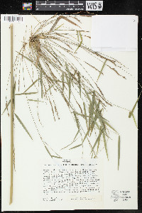 Image of Rhipidocladum parviflorum