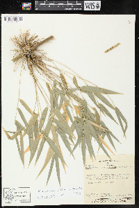 Rhipidocladum pittieri image