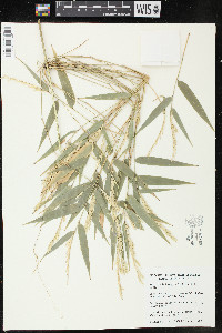 Rhipidocladum pittieri image