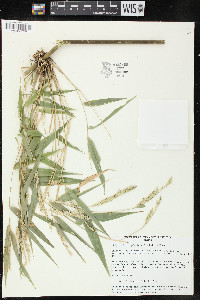 Rhipidocladum pittieri image