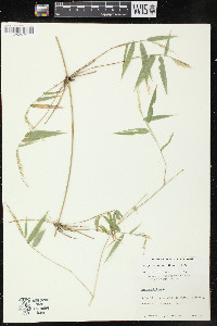 Rhipidocladum pittieri image