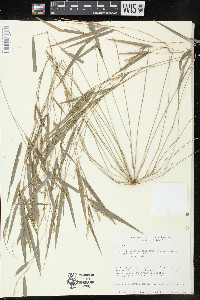 Rhipidocladum racemiflorum image