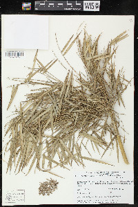 Rhipidocladum racemiflorum image