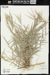 Rhipidocladum racemiflorum image