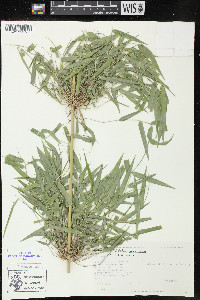 Rhipidocladum racemiflorum image