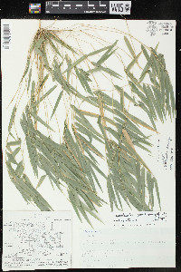 Rhipidocladum racemiflorum image