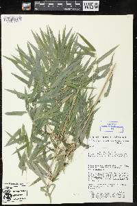 Rhipidocladum racemiflorum image