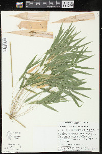 Rhipidocladum racemiflorum image