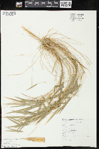 Rhipidocladum racemiflorum image