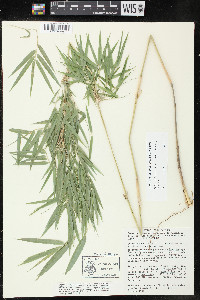 Rhipidocladum racemiflorum image