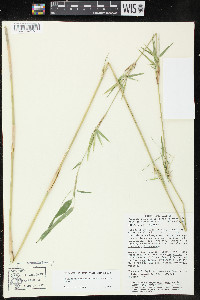 Rhipidocladum racemiflorum image