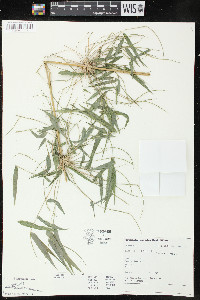 Rhipidocladum racemiflorum image