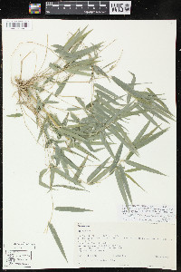 Rhipidocladum racemiflorum image