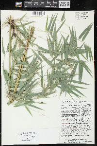 Rhipidocladum racemiflorum image