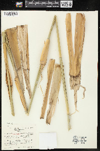 Rhipidocladum racemiflorum image