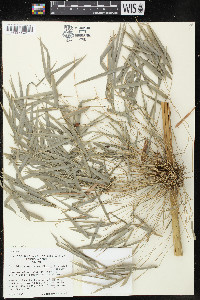 Rhipidocladum racemiflorum image